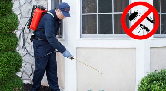 Sasalı Uçan Haşere İlaçlama böcek ilaçlama ve haşere kontrolü — ilaclama-tr.com